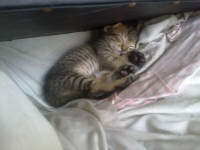 Gato ra a tekir idade Abaixo de 2 meses nome tekir