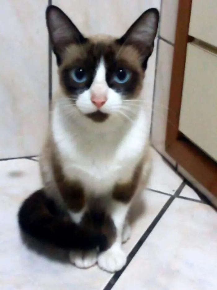 Gato ra a Sem raça idade 2 anos nome Marta