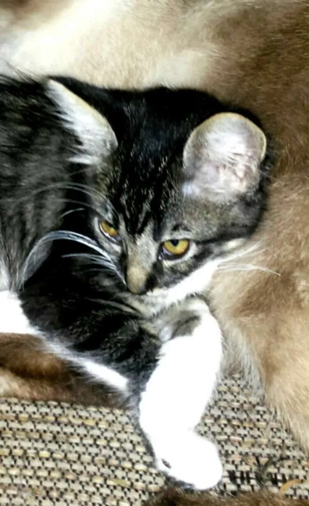 Gato ra a Sem raça idade 7 a 11 meses nome Maria