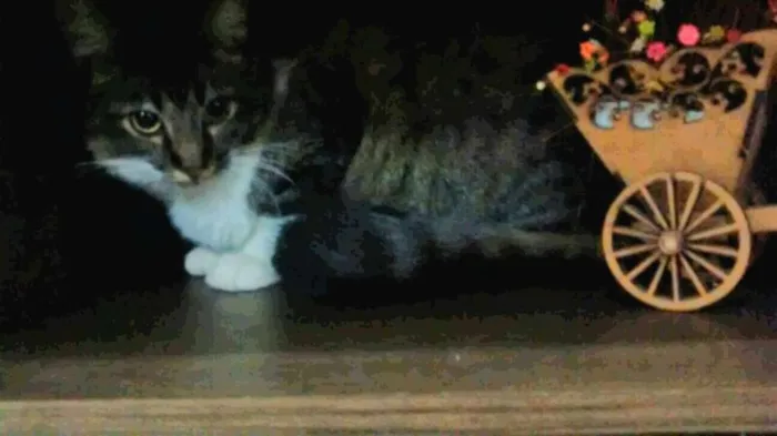 Gato ra a Sem raça idade 7 a 11 meses nome Maria
