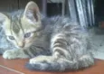 tekir