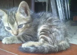 Gato raça tekir idade Abaixo de 2 meses nome tekir