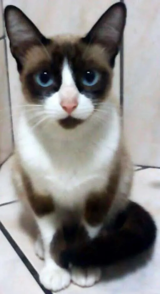 Gato ra a Sem raça idade 2 anos nome Marta