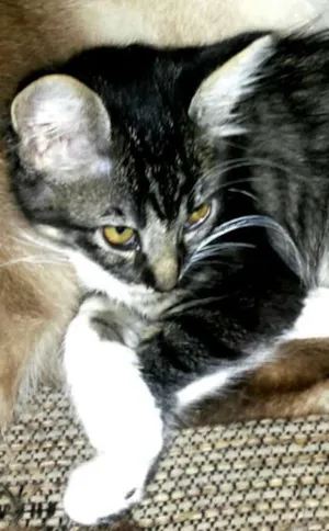 Gato raça Sem raça idade 7 a 11 meses nome Maria