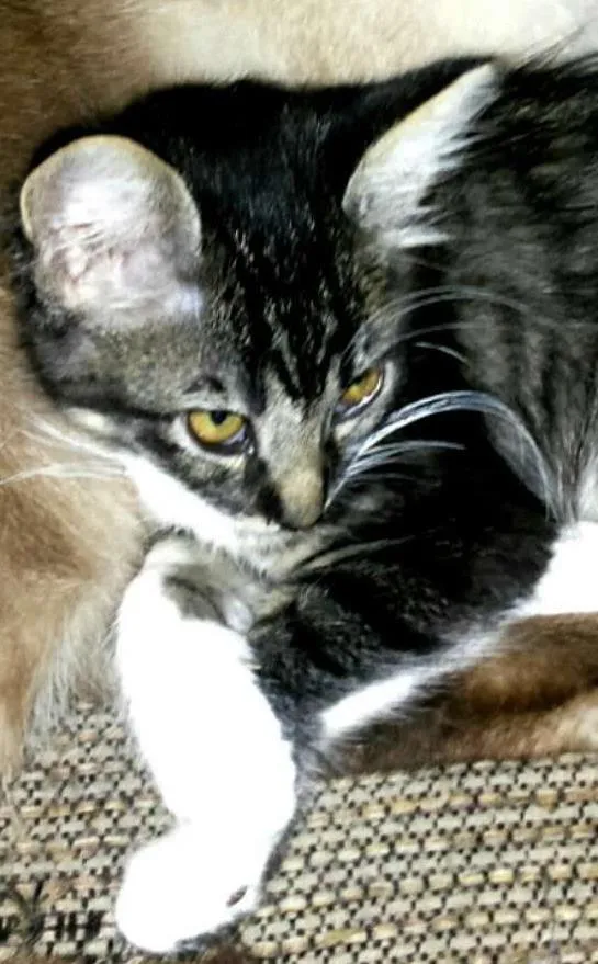 Gato ra a Sem raça idade 7 a 11 meses nome Maria