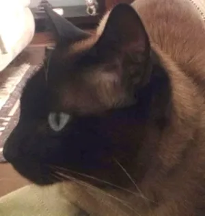 Gato raça Siamês idade 3 anos nome Félix