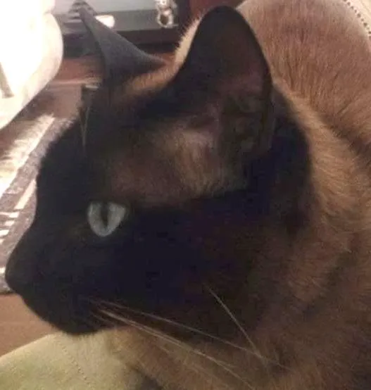 Gato ra a Siamês idade 3 anos nome Félix