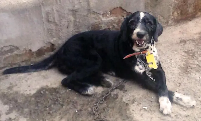 Cachorro ra a SRD idade 6 ou mais anos nome Pingo