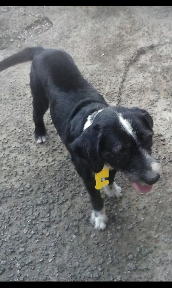 Cachorro ra a SRD idade 6 ou mais anos nome Pingo