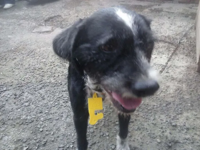 Cachorro ra a SRD idade 6 ou mais anos nome Pingo
