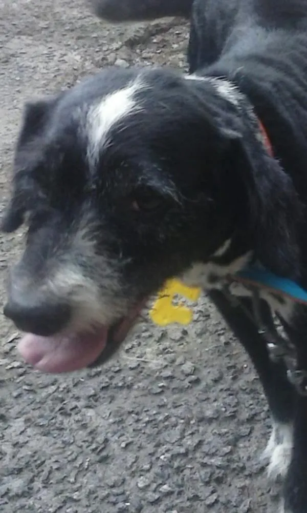 Cachorro ra a SRD idade 6 ou mais anos nome Pingo