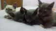 luna, rubi, hermion