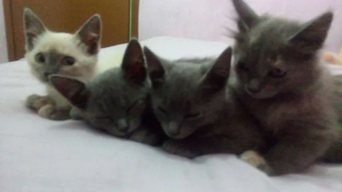 Gato ra a SRD idade 2 a 6 meses nome luna, rubi, hermion