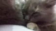 luna, rubi, hermion