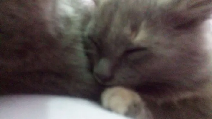 Gato ra a SRD idade 2 a 6 meses nome luna, rubi, hermion