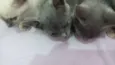 luna, rubi, hermion