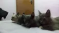 luna, rubi, hermion