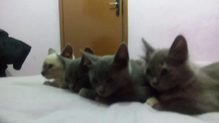 Gato ra a SRD idade 2 a 6 meses nome luna, rubi, hermion