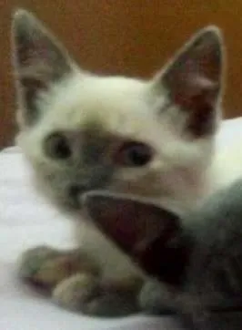 Gato ra a SRD idade 2 a 6 meses nome luna, rubi, hermion