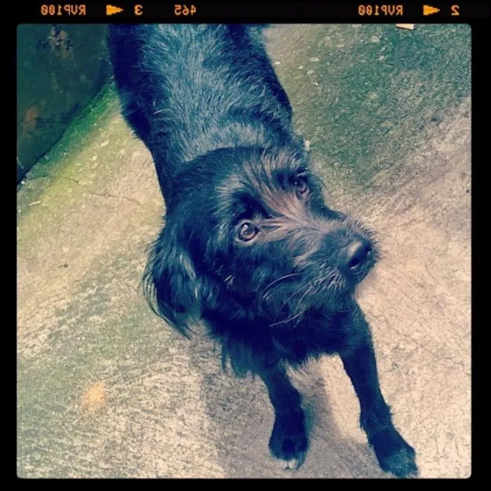 Cachorro ra a SRD idade 2 a 6 meses nome Ana