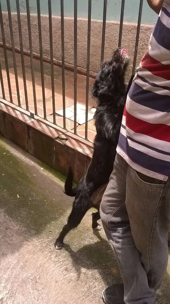 Cachorro ra a SRD idade 2 a 6 meses nome Ana