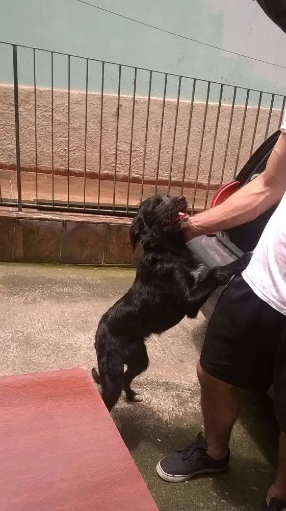 Cachorro ra a SRD idade 2 a 6 meses nome Ana
