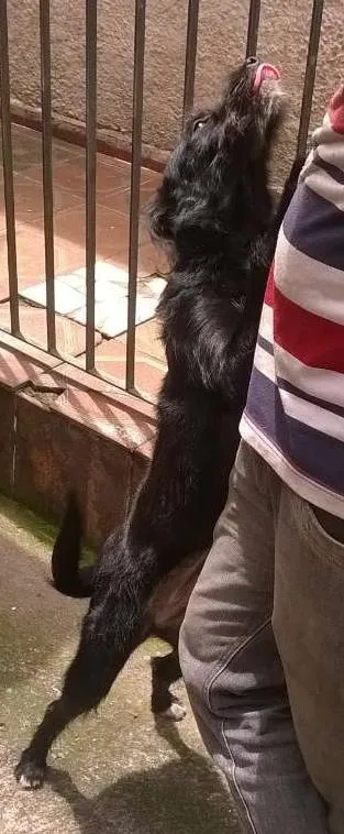 Cachorro ra a SRD idade 2 a 6 meses nome Ana