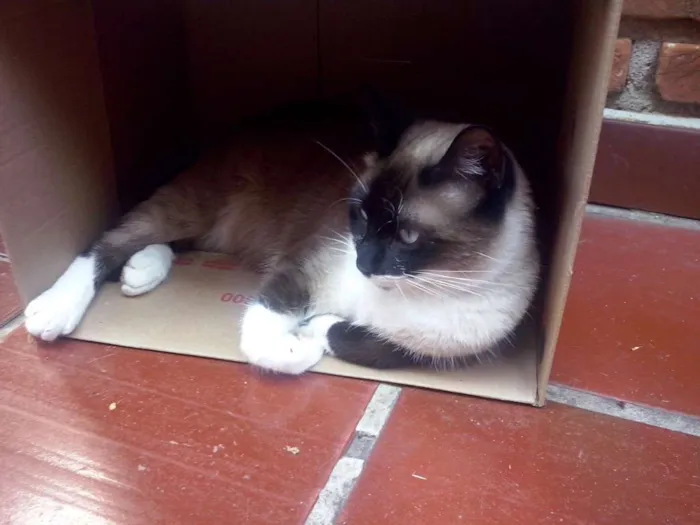 Gato ra a Siamesa idade 2 anos nome Belinha