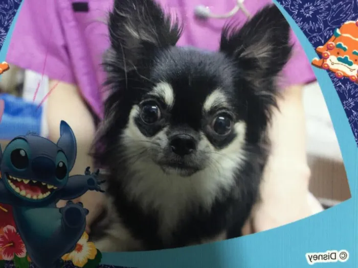 Cachorro ra a Chihuahua idade 1 ano nome Sakura