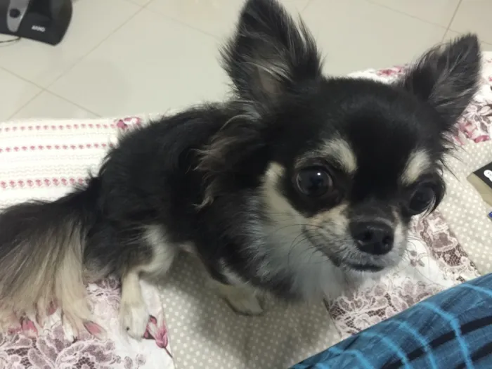 Cachorro ra a Chihuahua idade 1 ano nome Sakura