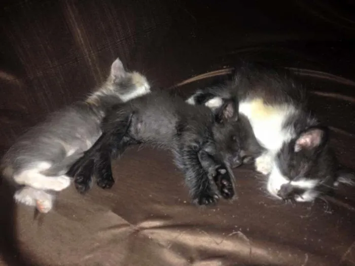 Gato raça Não possui idade 2 a 6 meses nome Binhas