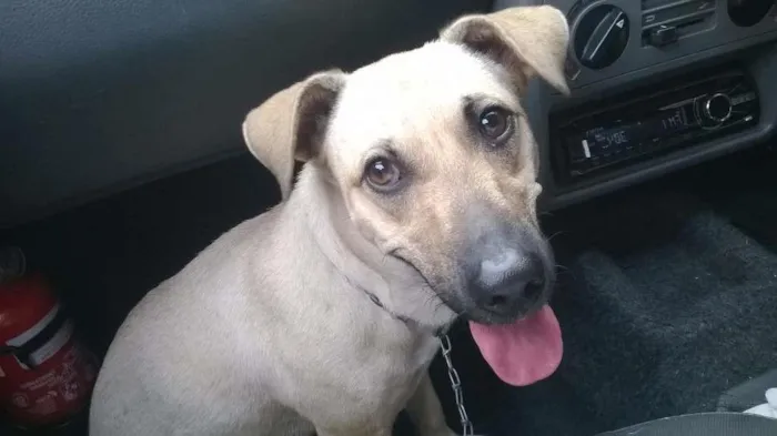 Cachorro raça SRD idade 3 anos nome Nick