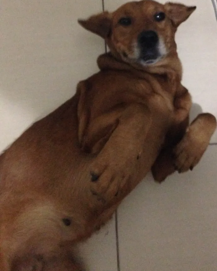 Cachorro ra a Mistura de labrador idade 6 ou mais anos nome Não sei