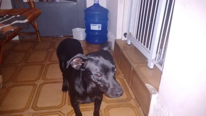 Cachorro ra a SRD idade 2 anos nome Forninha