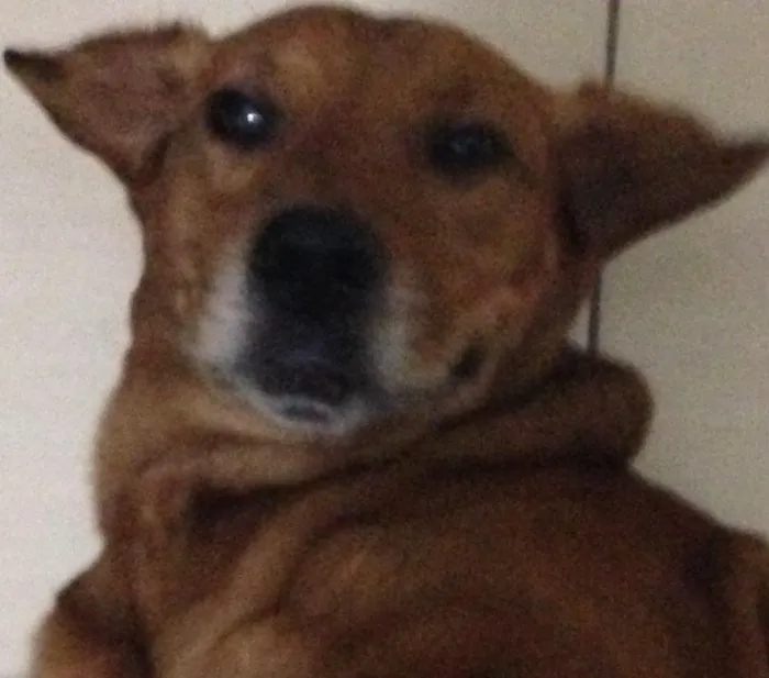 Cachorro ra a Mistura de labrador idade 6 ou mais anos nome Não sei