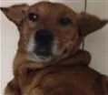 Cachorro raça Mistura de labrador idade 6 ou mais anos nome Não sei