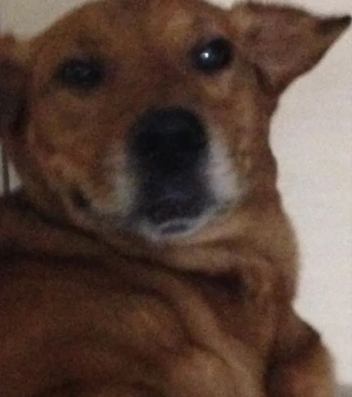 Cachorro ra a Mistura de labrador idade 6 ou mais anos nome Não sei