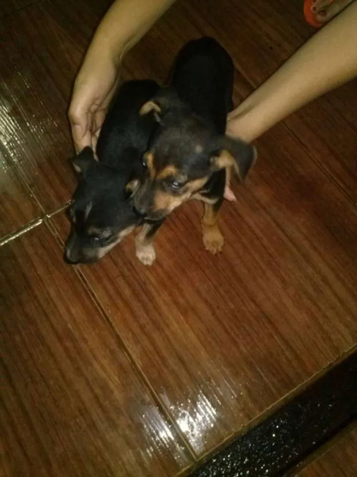 Cachorro ra a vira lata idade 2 a 6 meses nome nao tem