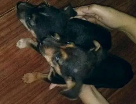 Cachorro ra a vira lata idade 2 a 6 meses nome nao tem
