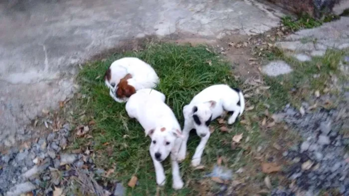 Cachorro raça Sem raça idade 2 a 6 meses nome Sem nome
