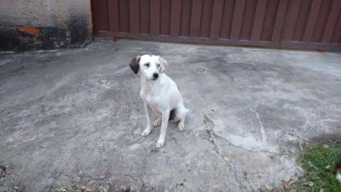 Cachorro raça Sem raça idade 2 a 6 meses nome Sem nome