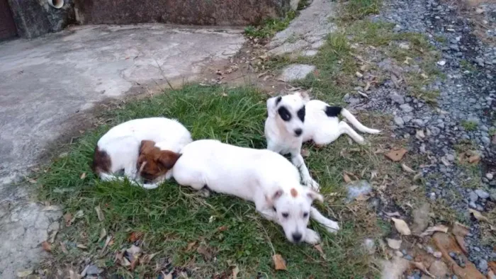 Cachorro raça Sem raça idade 2 a 6 meses nome Sem nome