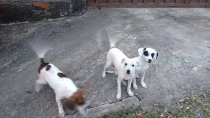 Cachorro raça Sem raça idade 2 a 6 meses nome Sem nome
