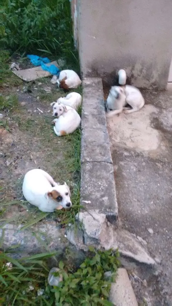 Cachorro raça Sem raça idade 2 a 6 meses nome Sem nome