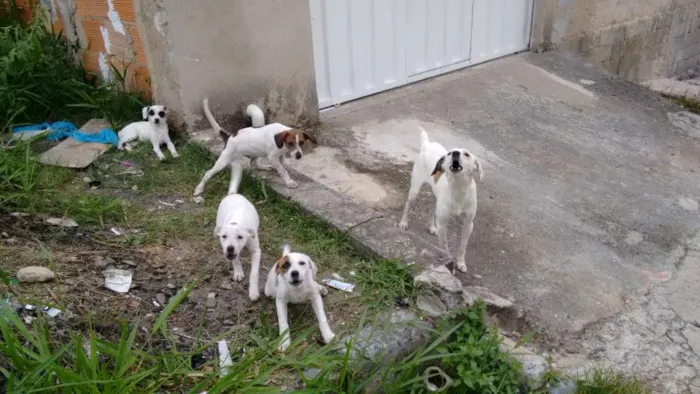 Cachorro raça Sem raça idade 2 a 6 meses nome Sem nome