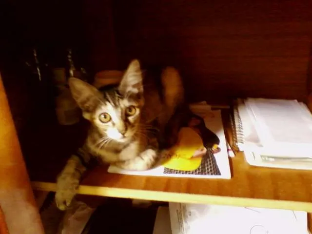 Gato raça  idade 2 a 6 meses nome SemNome