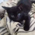 Pantera