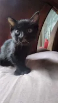 Pantera