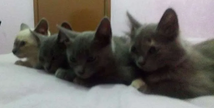 Gato ra a SRD idade 2 a 6 meses nome luna, rubi, hermion