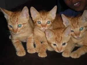 Gato raça nenhuma idade 2 a 6 meses nome sem nome